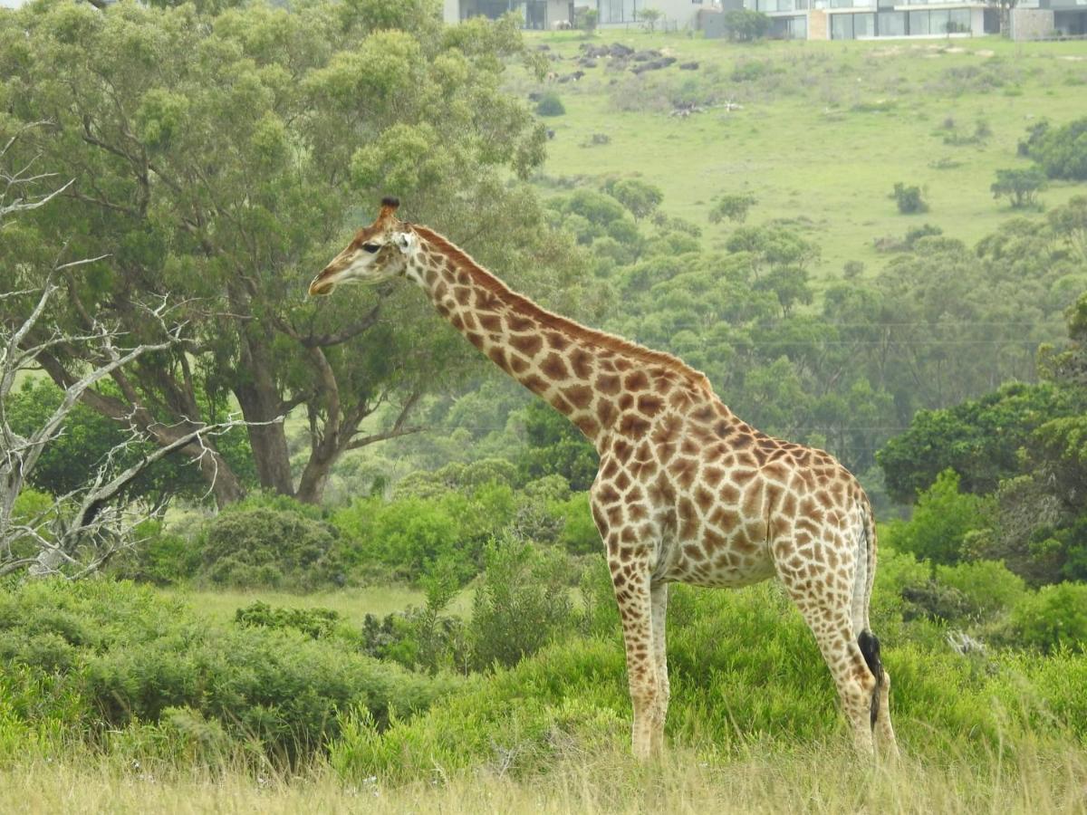 Milkwood Country House Port Elizabeth Zewnętrze zdjęcie